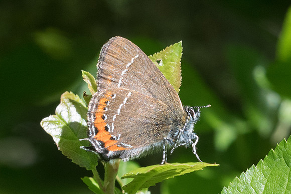 Satyrium pruni-1293 - Passonfontaine - 11/06/22