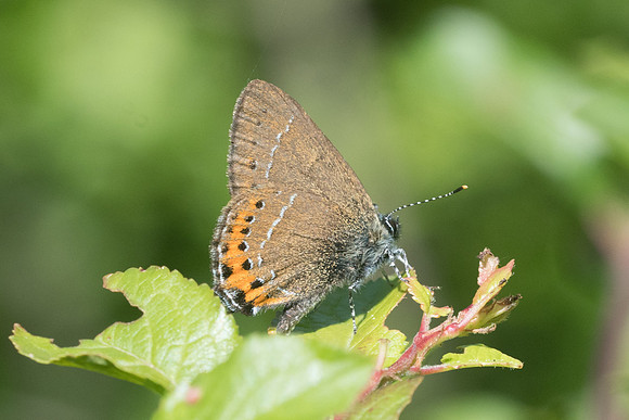Satyrium pruni-1296 - Passonfontaine - 11/06/22