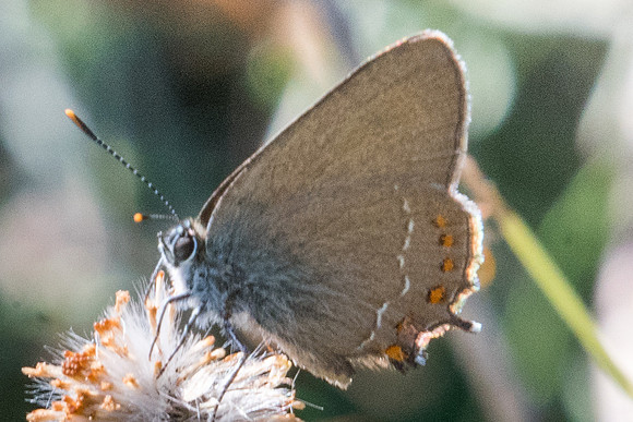 Satyrium esculi - 1359 - Route Eus-Sournia - 15/07/23