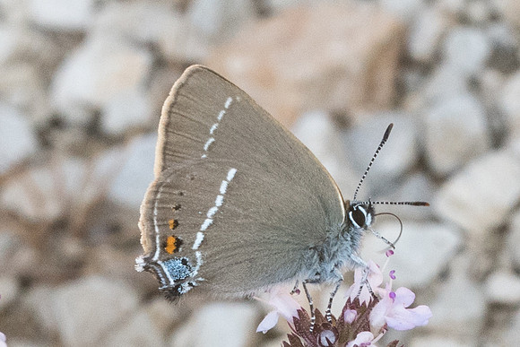 Satyrium spini-1909 - Belgentier - 18/04/21