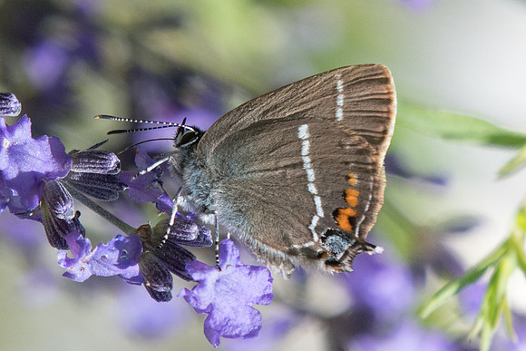 Satyrium spini-1691 - Rimplas - 29/06/20