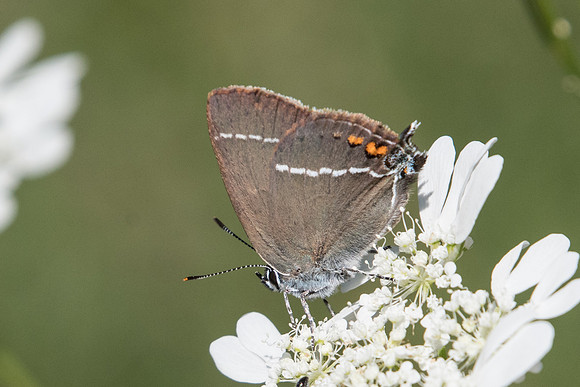 Satyrium spini-1343 (Thècle des nerpruns) - Rimplas - 29/06/20