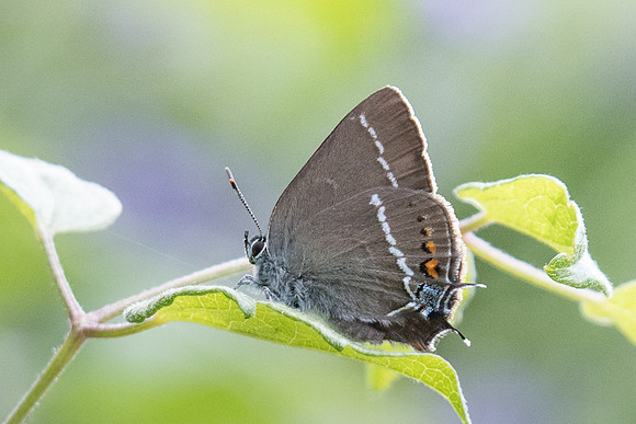 Satyrium spini-1754 - Rimplas - 29/06/20