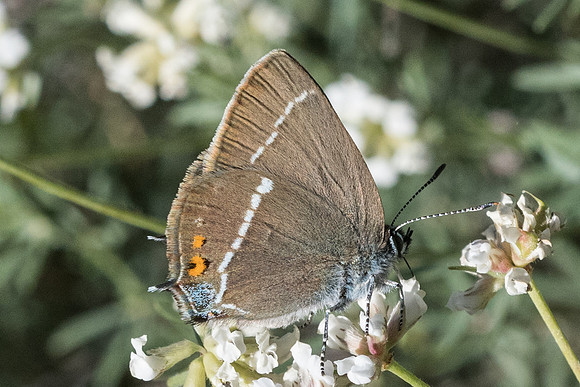 Satyrium spini-0616 - Belgentier - 20/05/21