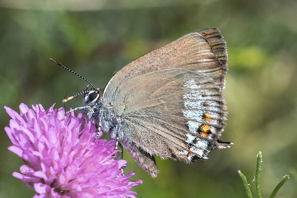 Satyrium spini-5436 - Rimplas - 26/06/21