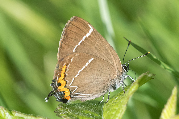 Satyrium w-album-3193 - Croissy-beaubourg - 18/06/22