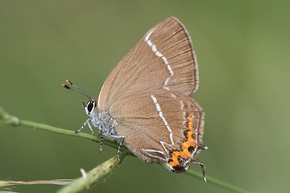 Satyrium w-album-0180 - Croissy Beaubourg - 8/07/23