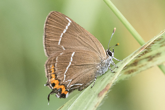 Satyrium w-album-0217 -Croissy Beaubourg - 8/07/23