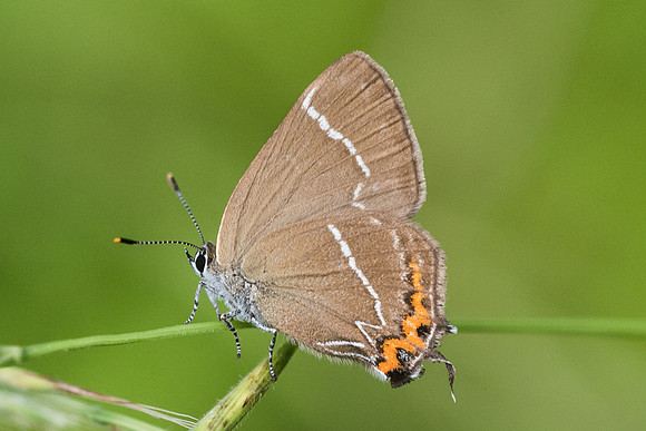 Satyrium w-album-0201 Croissy Beaubourg - 8/07/23