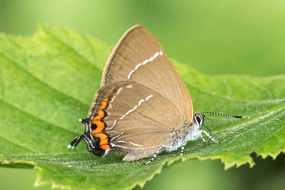 Satyrium w-album-3106 - Croissy-beaubourg - 18/06/22