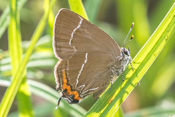 Satyrium w-album-3169 - Croissy-beaubourg - 18/06/22