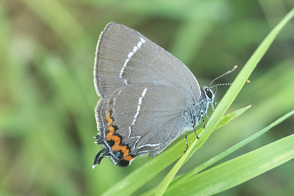 Satyrium w-album   4027 - Croissy-beaubourg - 3/07/22
