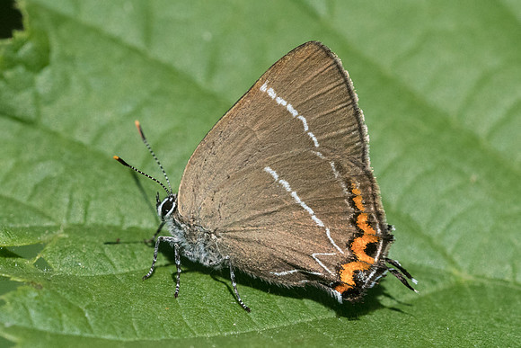 Satyrium w-album    3911 - Croissy-beaubourg - 3/07/22