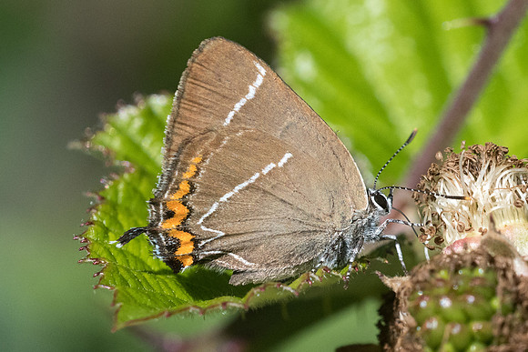 Satyrium w-album    4046 - Croissy-beaubourg - 3/07/22
