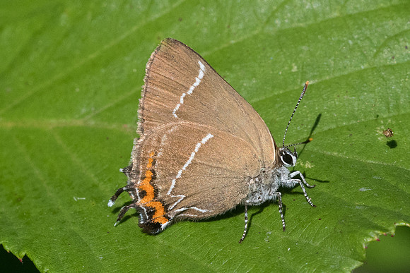 Satyrium w-album- 0316 - Croissy Beaubourg - 8/07/23