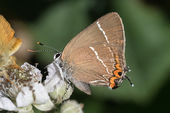 Satyrium w-album  4090 - Croissy-beaubourg - 3/07/22