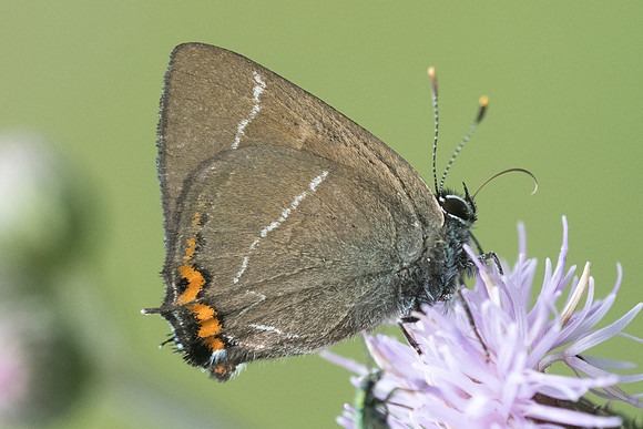 Satyrium w-album   4268 - Croissy-beaubourg - 3/07/22