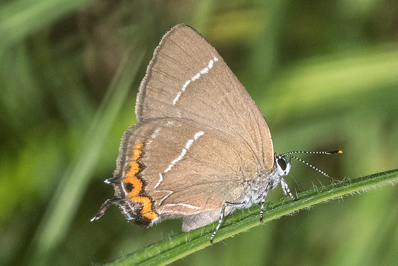 Satyrium w-album-3195 - Croissy-beaubourg - 18/06/22