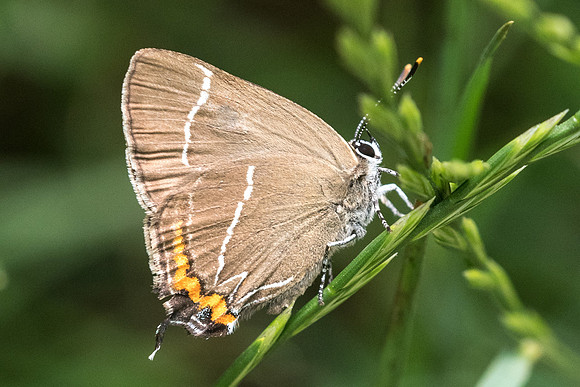 Satyrium w-album-3151 - Croissy-beaubourg - 18/06/22