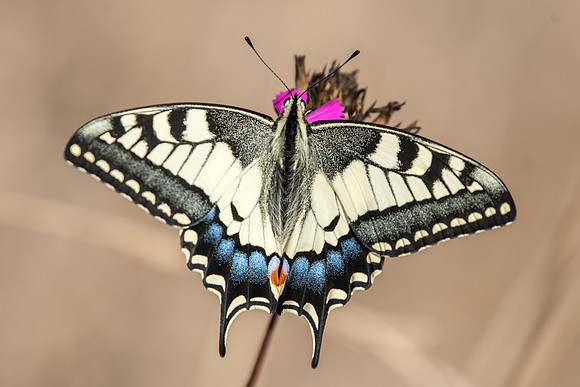 Papilio machaon-0875 - Arbonne la forêt - 23/08/18