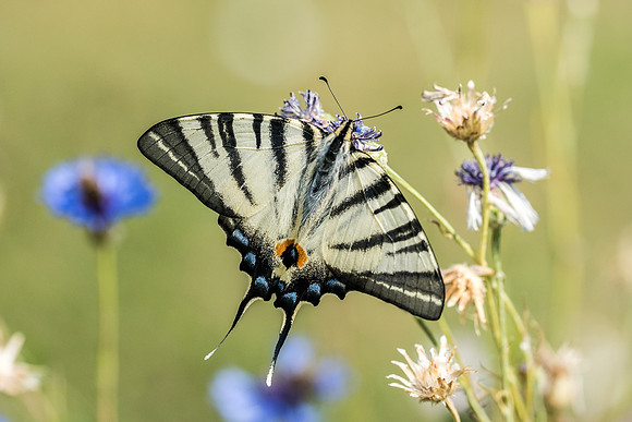 Iphiclides podalirius-6833 - La Queue les Yvelines -9/07/17