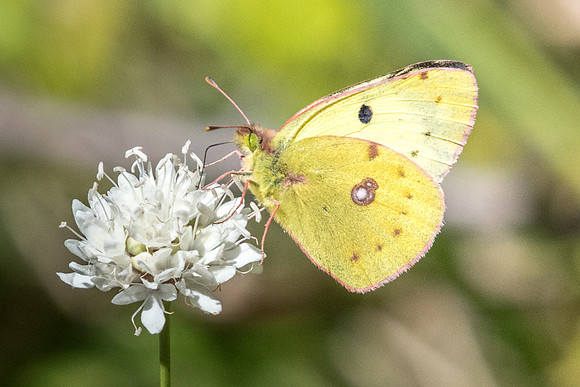 Colias alfacariensis ♀-1915 - Cipières - 700m - 26/09/20