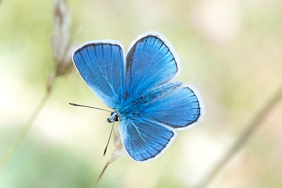 Polyommatus dorylas ♂