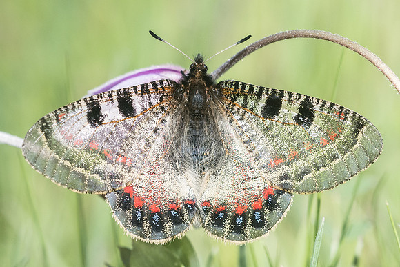 Archeon Apollinis