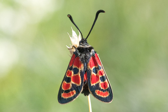 Zygaena carniolica ssp diniensis