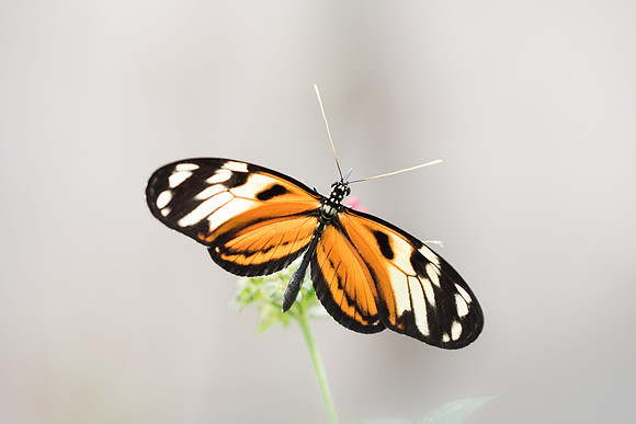 Heliconius