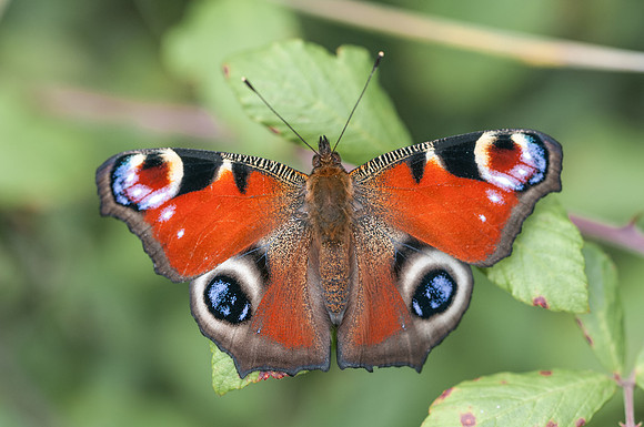 Aglais / Inachis io-0047 - Précy - 23/08/14