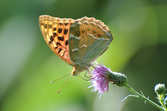 Argynnis pandora- Parc Krka Croatia