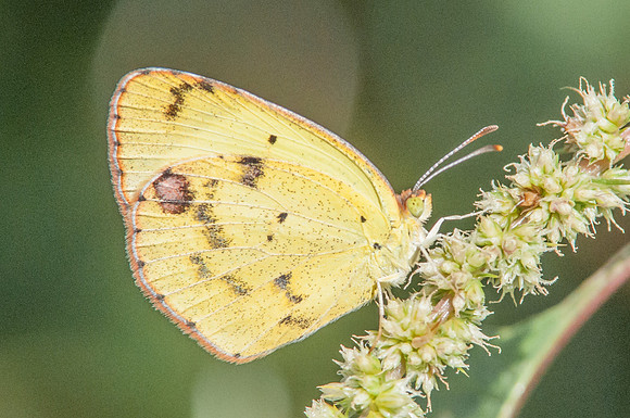 Eurema lisa-2148