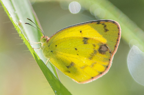 Eurema lisa-2154