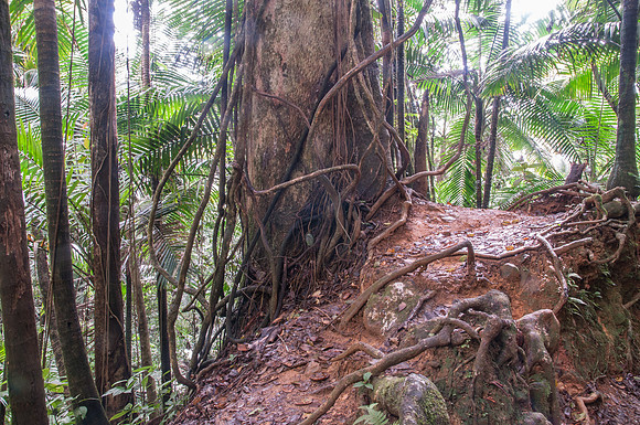 Yunque NP 2323