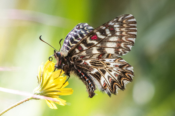 Zerynthia polyxena-5229 - Ponteves - 20/04/19