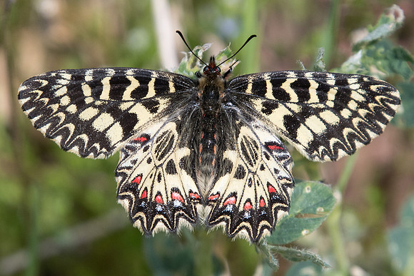 Zerynthia polyxena-5501 - Ponteves - 20/04/19