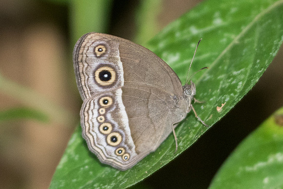 Mycalesis distanti -5289 -Phanom Bencha Mountain - 24/11/23