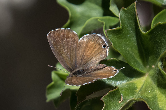 Cacyreus marshalli-4522 - Dolomites