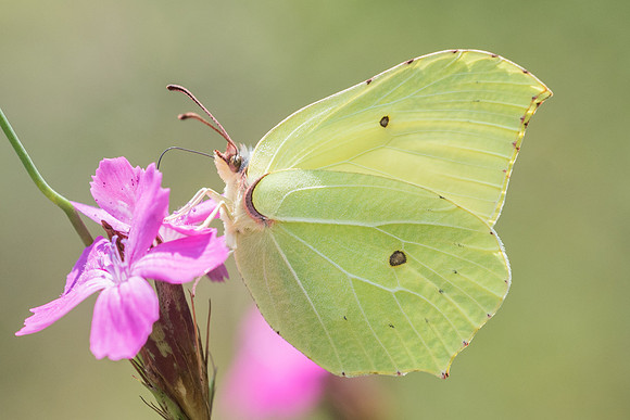 Gonepteryx rhamni ♂ (Citron) - 7353 - Fontainebleau - 30/06/18