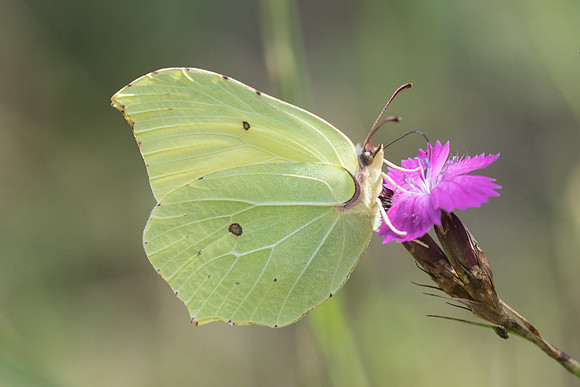 Gonepteryx rhamni ♂-7350 - Fontainebleau - 30/06/18