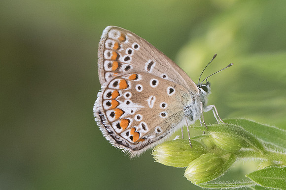 Polyommatus icarus ♀-0439