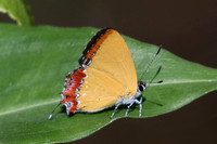 Heliophorus epicles-0498 - Chiang Dao - 16/11/23