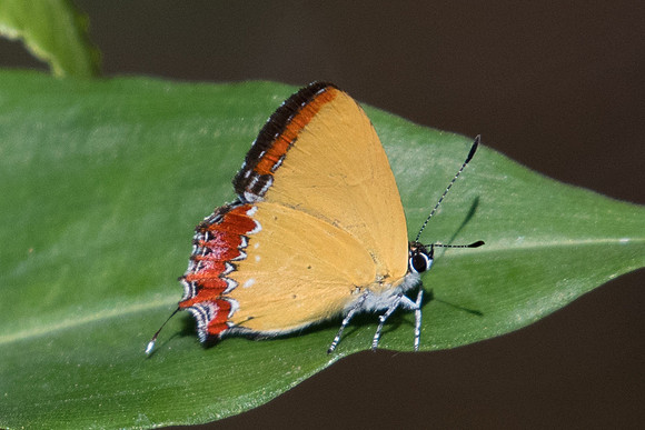 Heliophorus epicles-0498 - Chiang Dao - 16/11/23