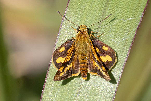 Pothantus sp id--5150 - Doi-Inthanon - 24/03/24