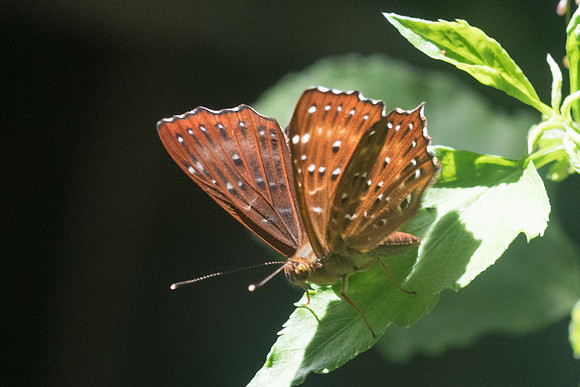 Zemeros flegyas-9215 - Chiang Dao - 14/11/23