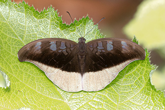 Cynitia cocytus ambrysus-4463 -  Chiang Dao - 22/03/24