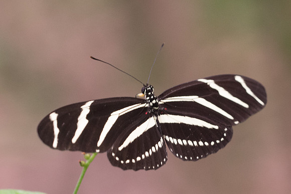 Heliconius charithonia - 9307