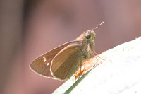 Caltoris cahira-2967- Doi Suthep - 21/03/25
