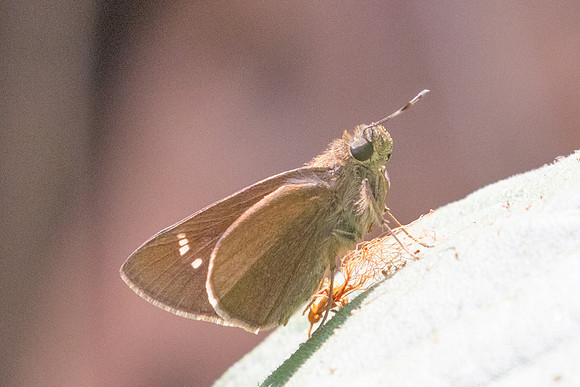 Caltoris cahira-2967- Doi Suthep - 21/03/25